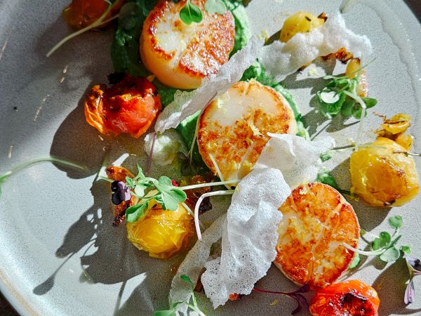 Plated scallops with golden sear, roasted cherry tomatoes, microgreens, and delicate crisps on a pale plate, artful and fresh.