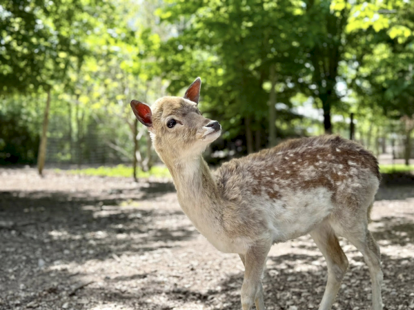Credit: Wisconsin Deer Park