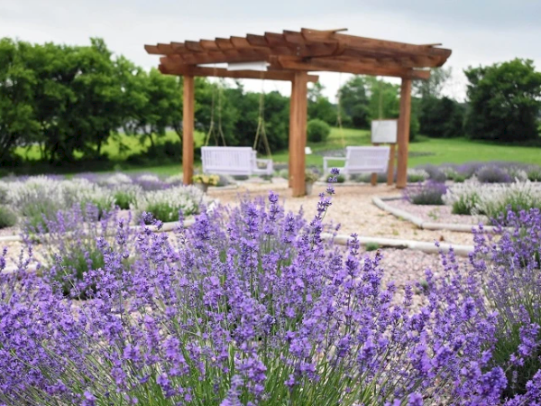 Credit: New Life Lavender