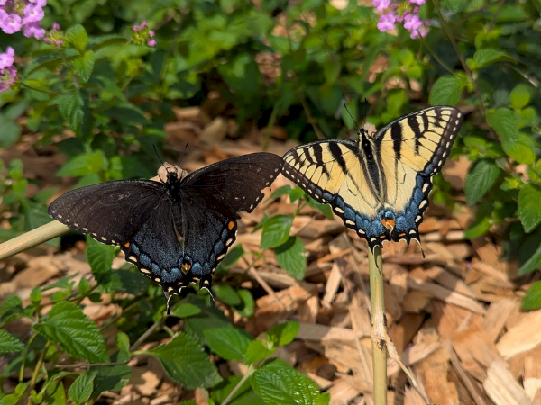 Credit: Brilliant Butterflies