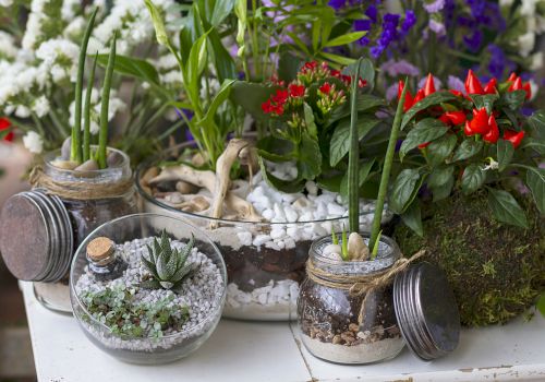A sunny mini garden with glass jars holding succulents and sprouting plants, plus purple flowers and bright red chili peppers.