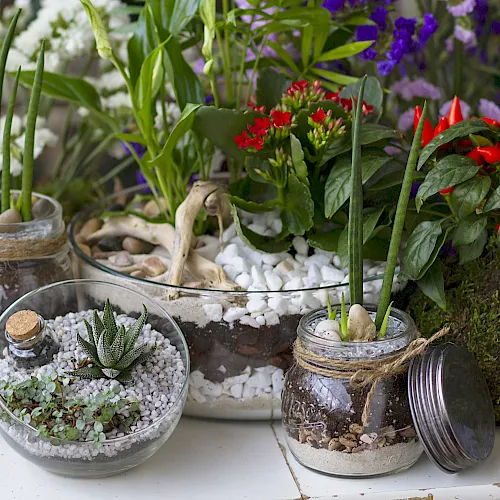 A sunny mini garden with glass jars holding succulents and sprouting plants, plus purple flowers and bright red chili peppers.