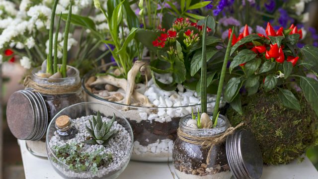 A sunny mini garden with glass jars holding succulents and sprouting plants, plus purple flowers and bright red chili peppers.